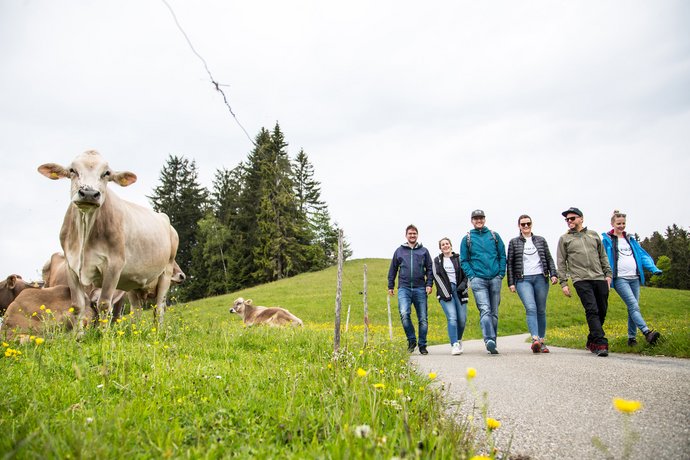 AB3 Kollegen beim Wandern in den Alpen mit Kühen