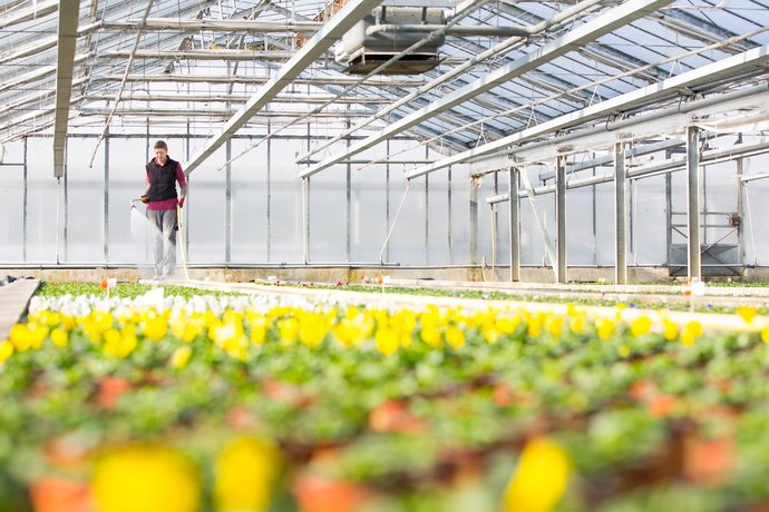 Blumenhaus Gärtnerei Weißhaupt