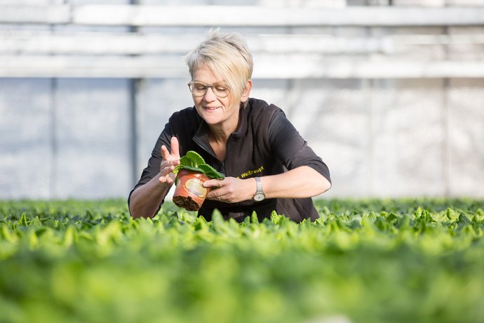Blumenhaus Gärtnerei Weißhaupt