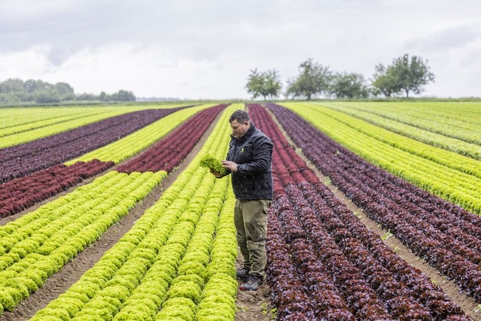 Salaternte im Regen Ein Landwirt steht im Regen auf einem Feld und hält einen Salatkopf in der Hand, im Hintergrund Felder mit Salat.