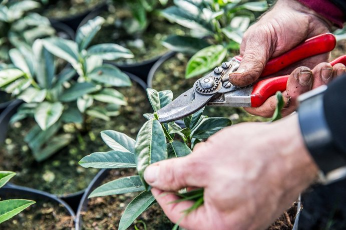 Blumenhaus Gärtnerei Weißhaupt