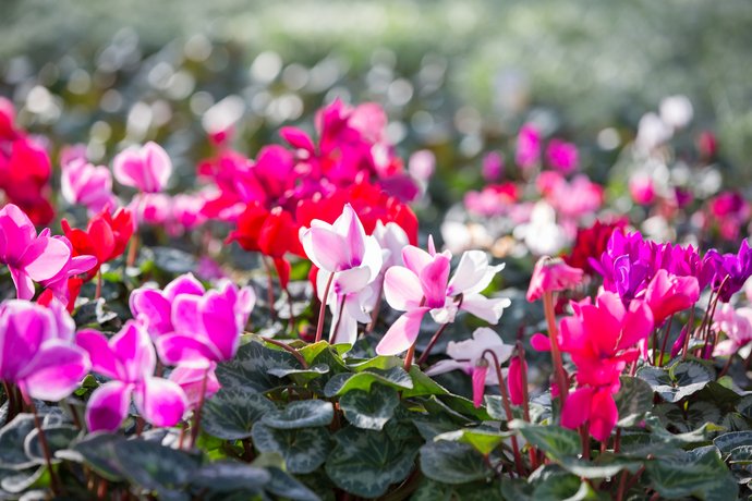 Blumenhaus Gärtnerei Weißhaupt